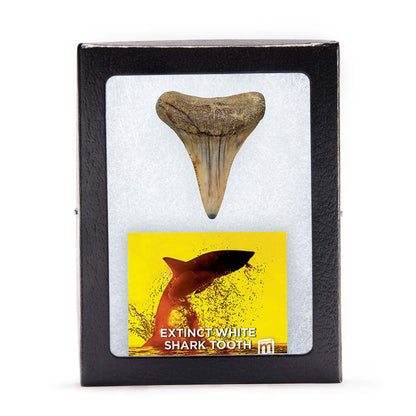 Fossil White Shark Tooth