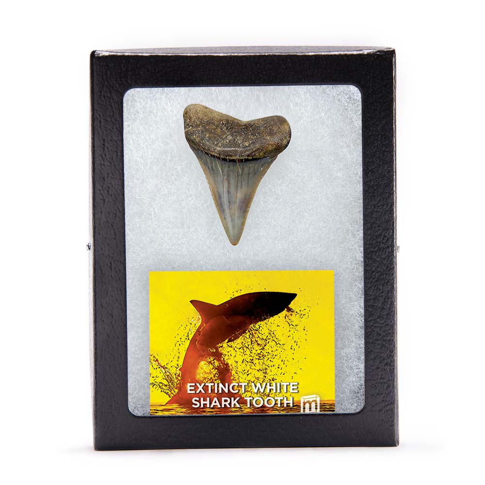 Fossil White Shark Tooth
