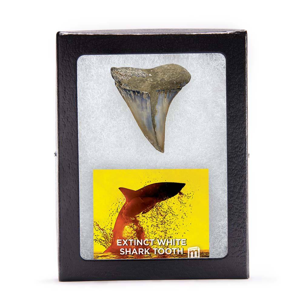 Fossil White Shark Tooth
