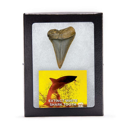 Fossil White Shark Tooth
