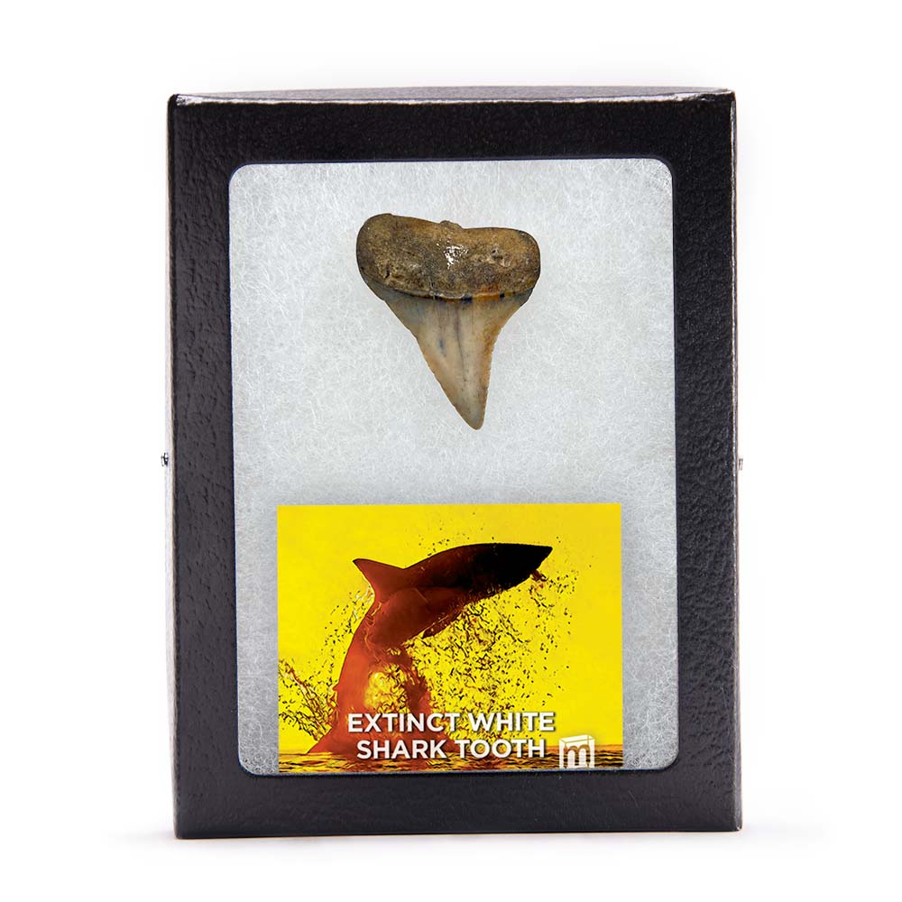 Fossil White Shark Tooth