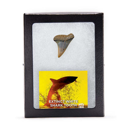 Fossil White Shark Tooth
