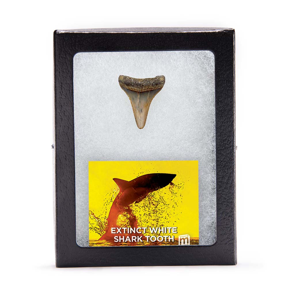 Fossil White Shark Tooth