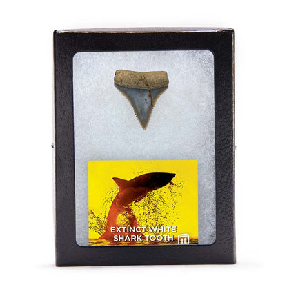 Fossil White Shark Tooth