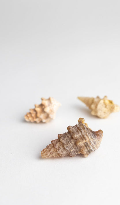 Agatized Gastropod Fossil Fossil Stemcell Science Shop