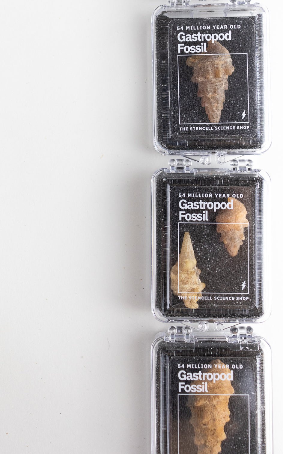 Agatized Gastropod Fossil Fossil Stemcell Science Shop