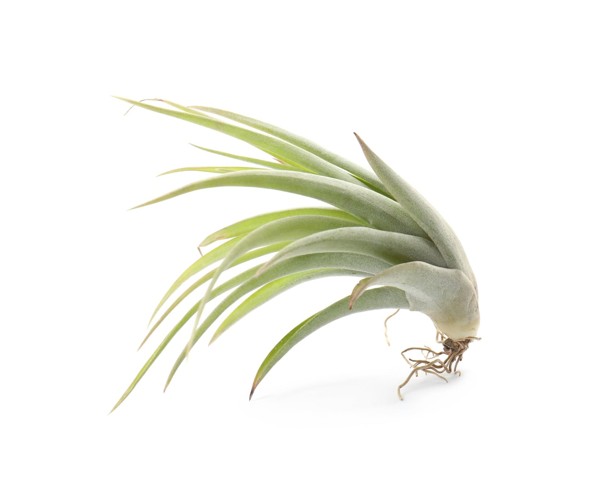 Air Plant Household Stemcell Science Shop