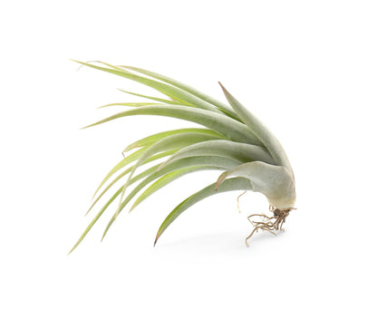 Air Plant Household Stemcell Science Shop