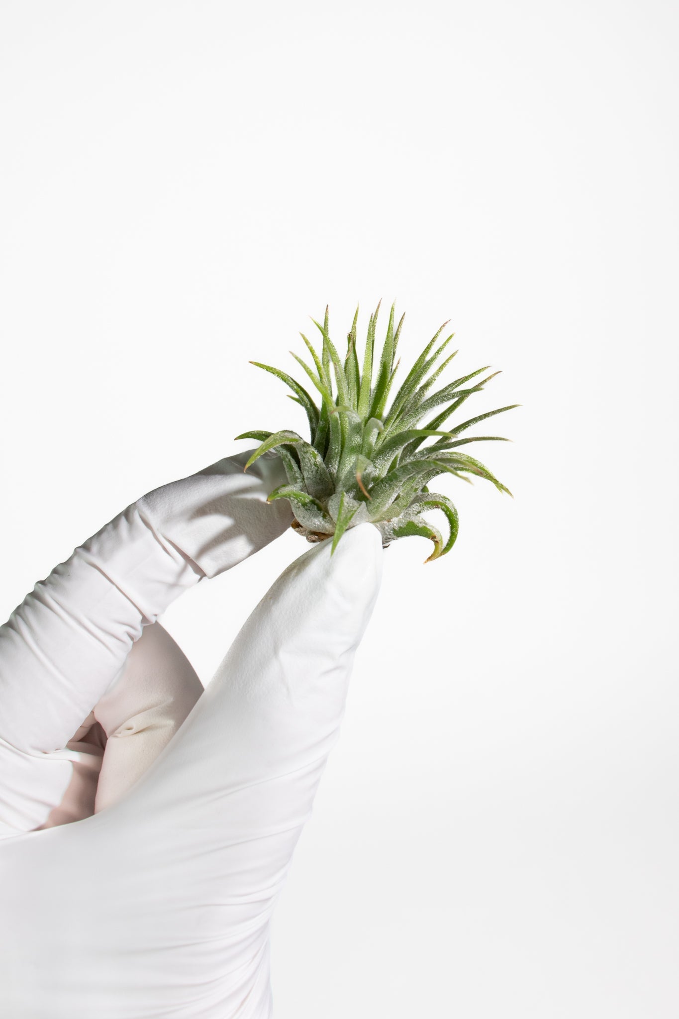 Air Plant Household Stemcell Science Shop