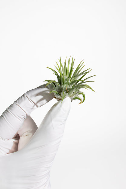 Air Plant Household Stemcell Science Shop