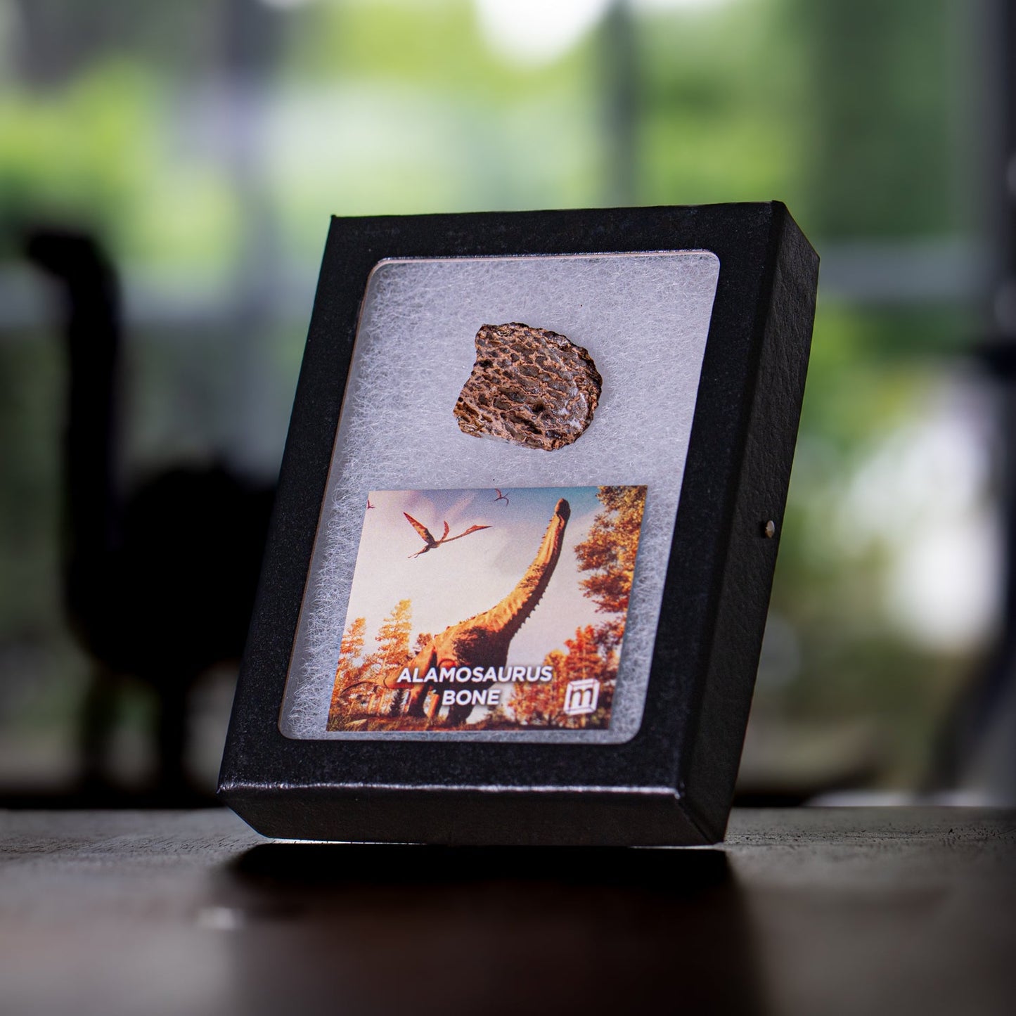 Alamosaurus Bone - Classic Riker Display Case Fragment
