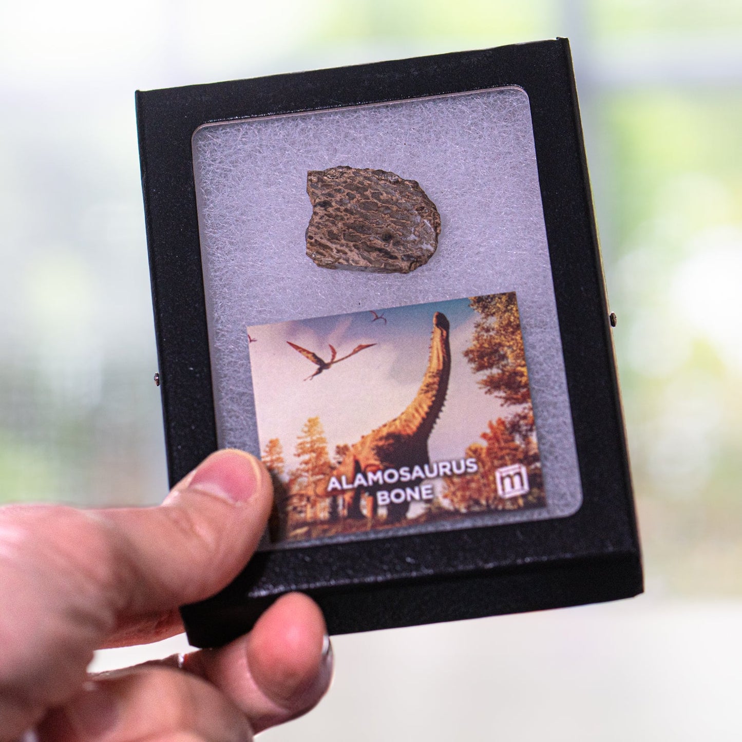 Alamosaurus Bone - Classic Riker Display Case Fragment