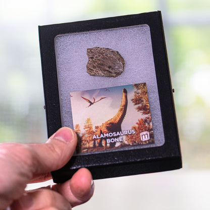 Alamosaurus Bone - Classic Riker Display Case Fragment