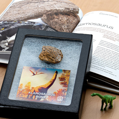 Alamosaurus Bone - Classic Riker Display Case Fragment