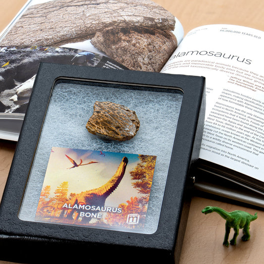Alamosaurus Bone - Classic Riker Display Case Fragment