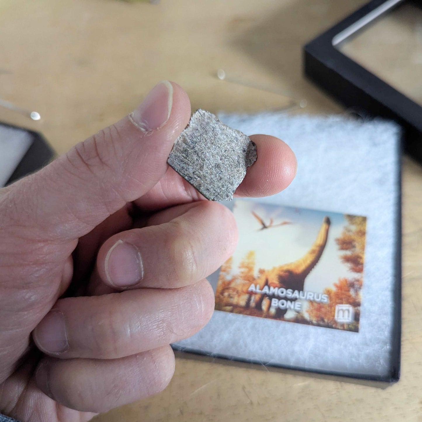 Alamosaurus Bone - Classic Riker Display Case Fragment