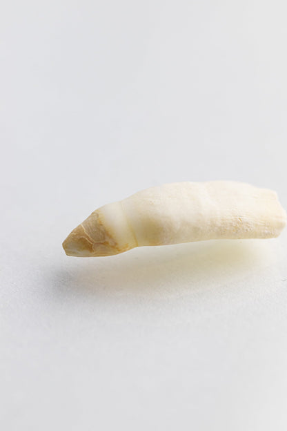 Alligator Tooth Bones & Such Stemcell Science Shop