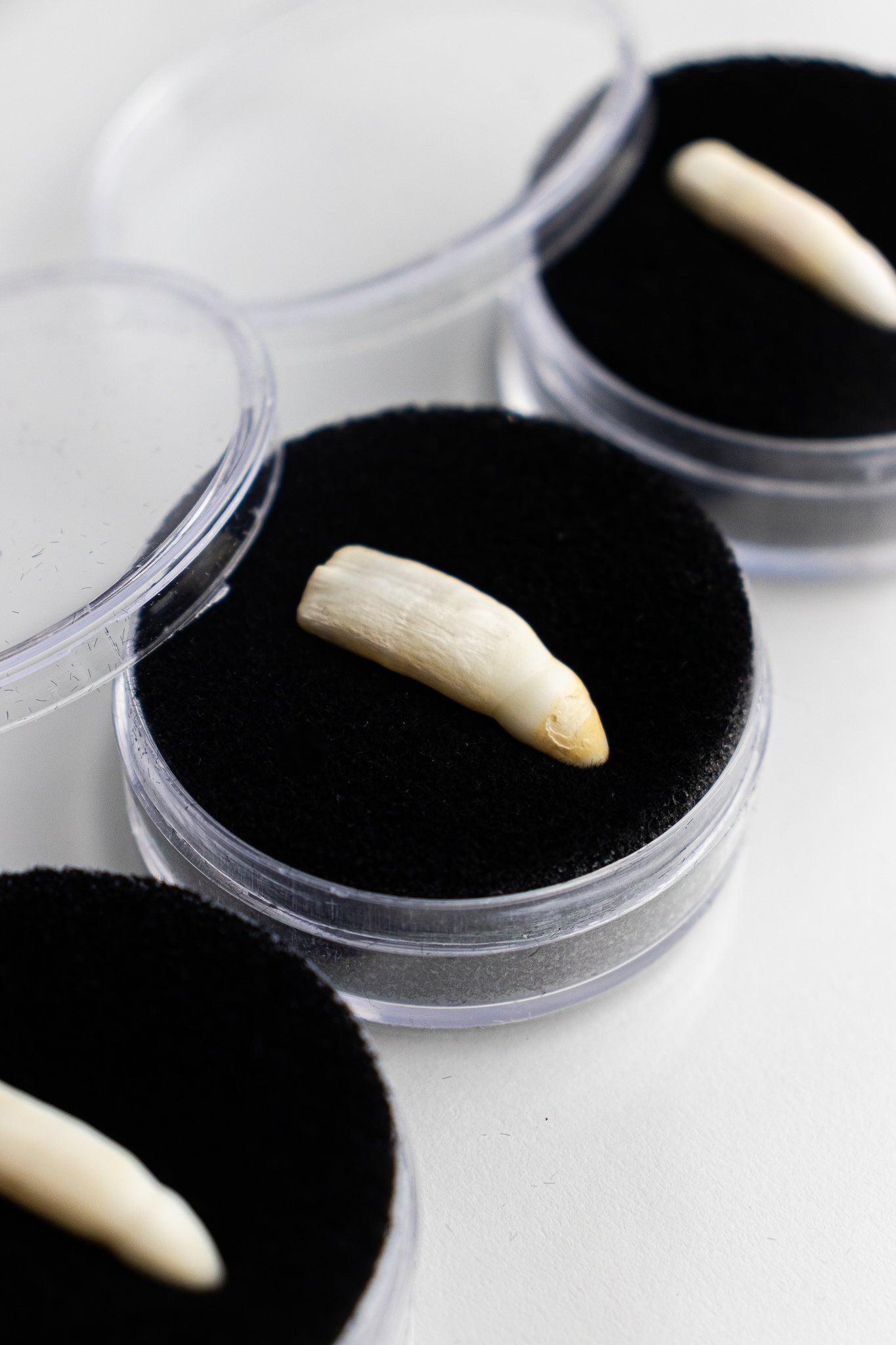 Alligator Tooth Bones & Such Stemcell Science Shop