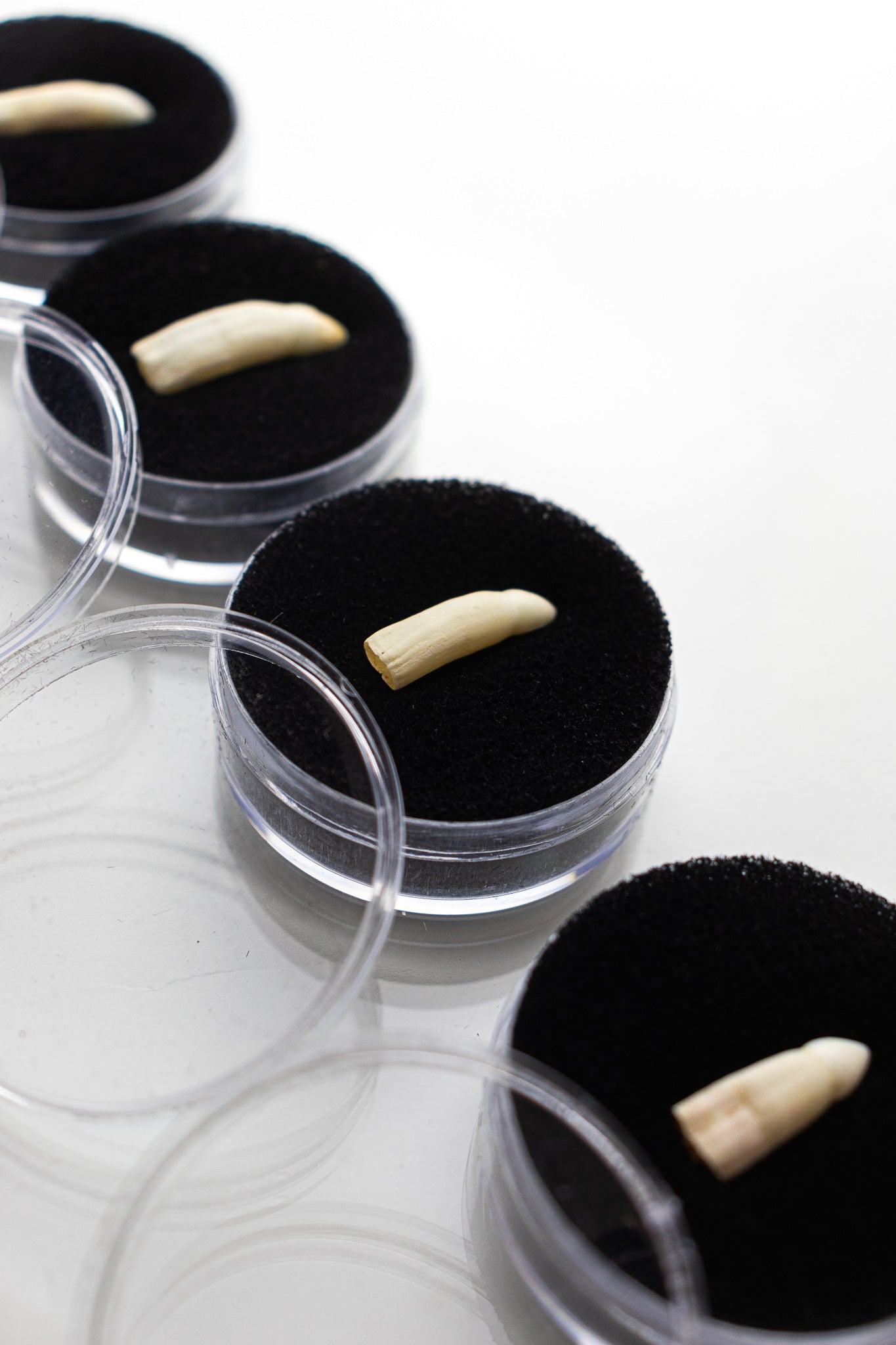 Alligator Tooth Bones & Such Stemcell Science Shop