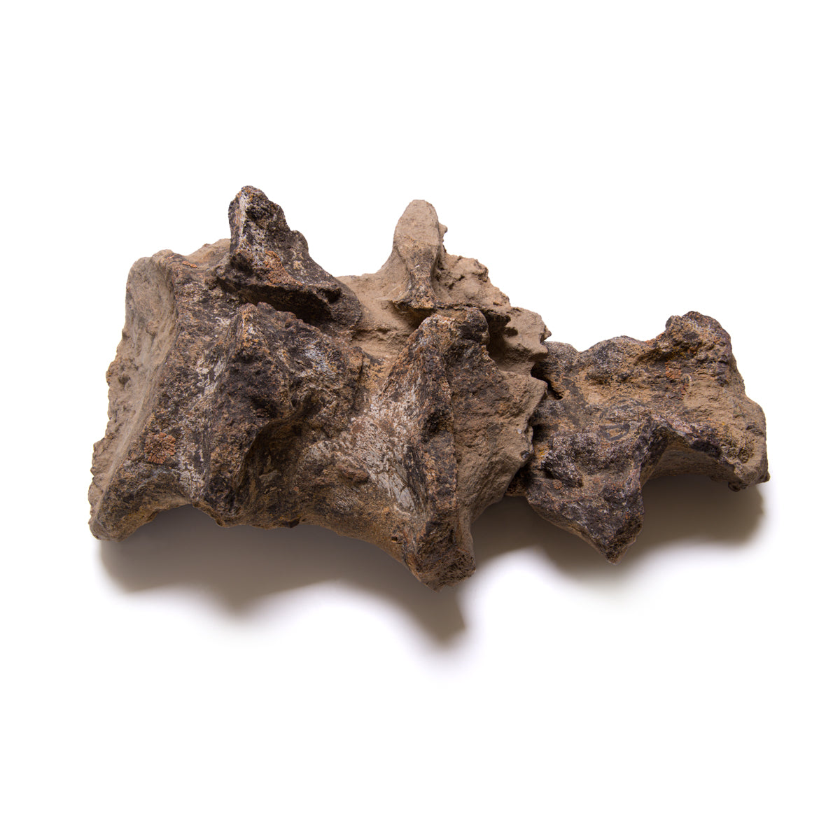 Allosaurus Vertebra