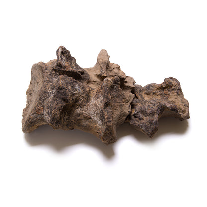 Allosaurus Vertebra