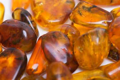 Insect in Amber - Baltic Amber