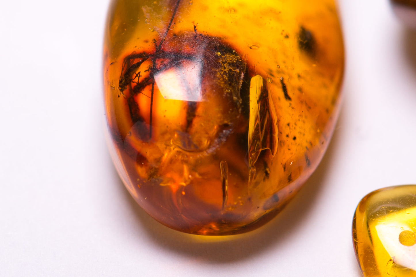 Insect in Amber - Baltic Amber