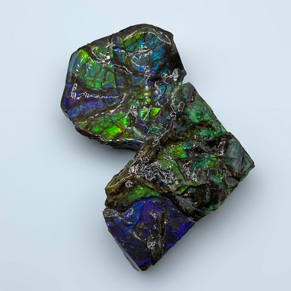 Rainbow Fossil Ammolite - Gem Quality Ammonite Fossil Fragment