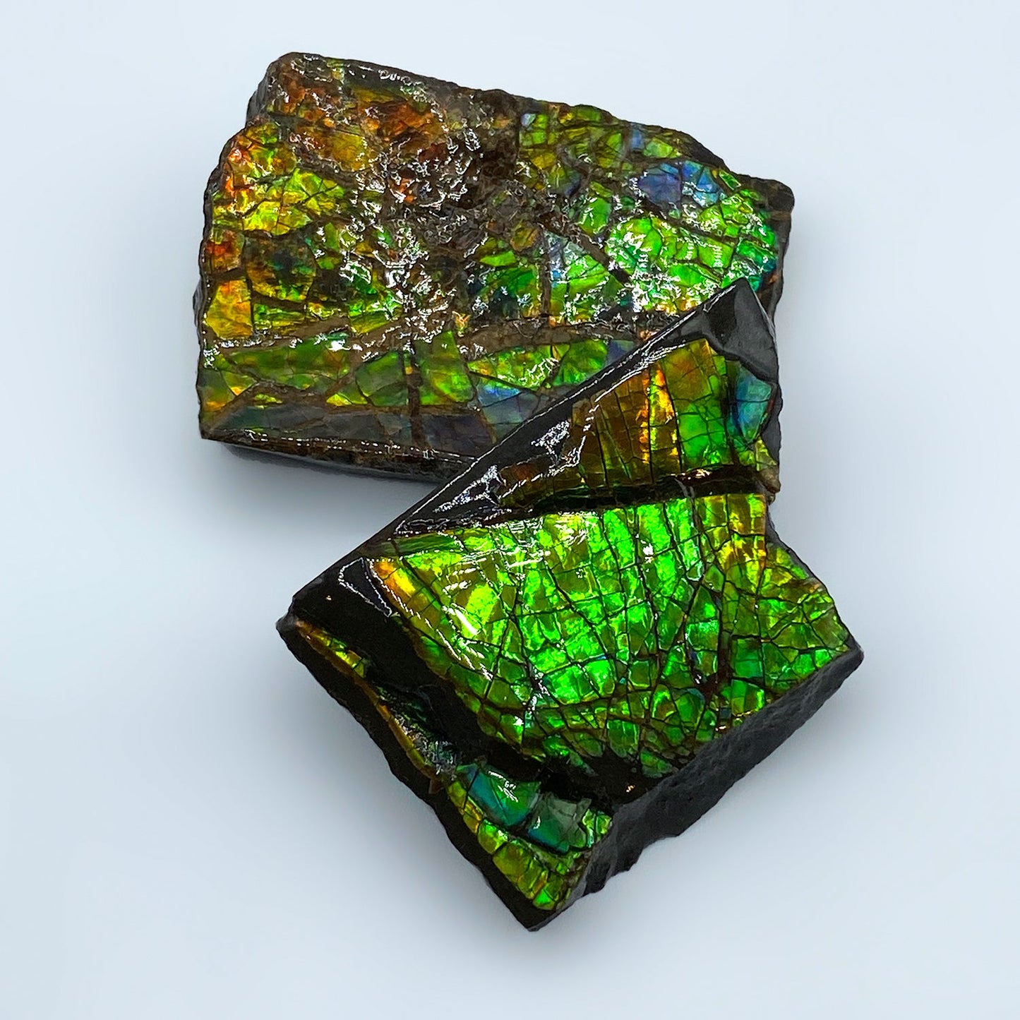 Rainbow Fossil Ammolite - Gem Quality Ammonite Fossil Fragment