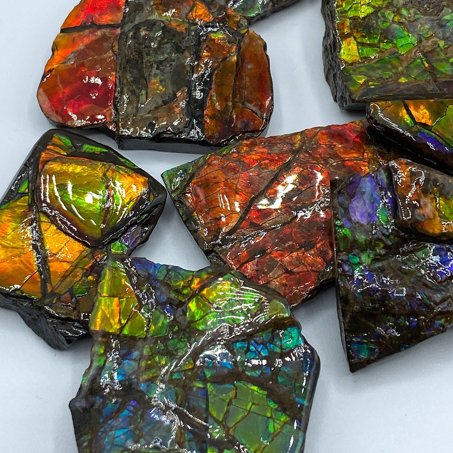 Rainbow Fossil Ammolite - Gem Quality Ammonite Fossil Fragment