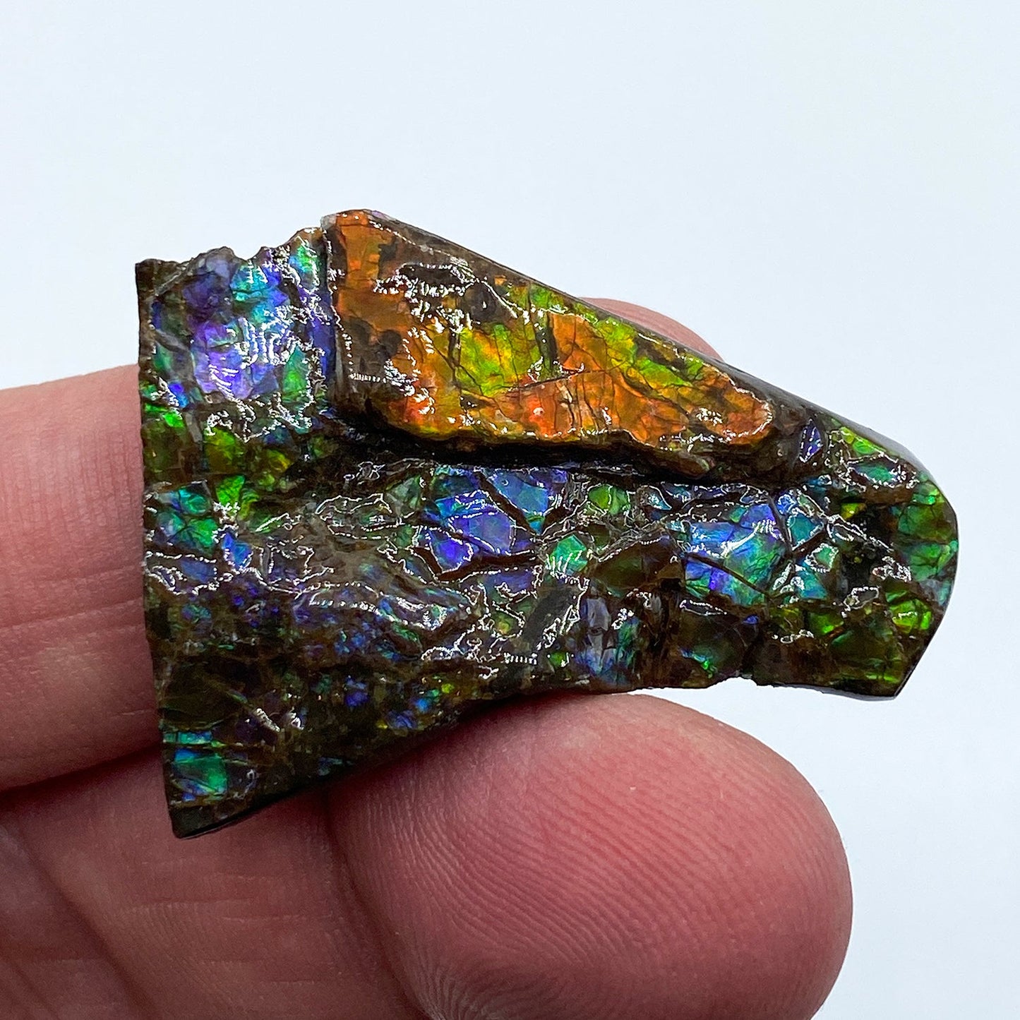 Rainbow Fossil Ammolite - Gem Quality Ammonite Fossil Fragment