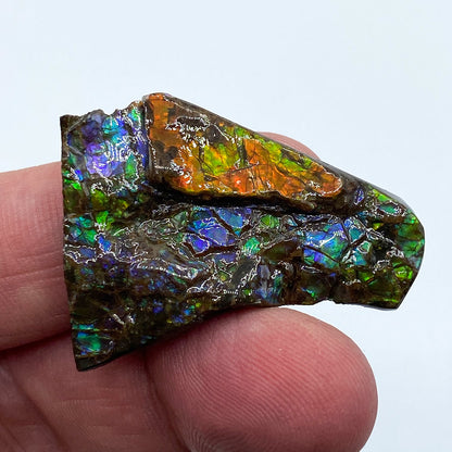 Rainbow Fossil Ammolite - Gem Quality Ammonite Fossil Fragment