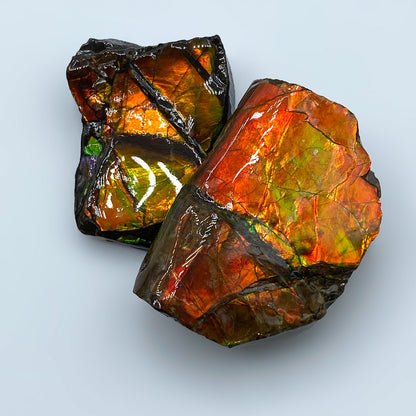Rainbow Fossil Ammolite - Gem Quality Ammonite Fossil Fragment