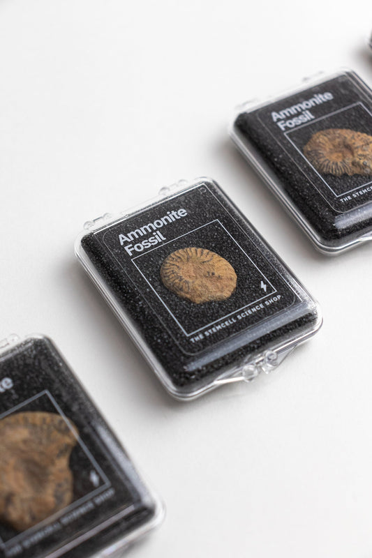 Ammonite Fossil - Fossil from Stemcell Science Shop