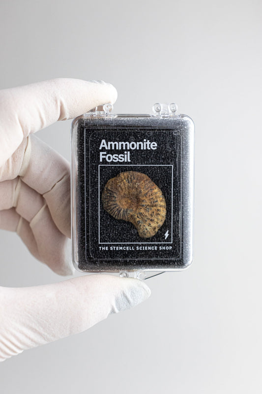 Ammonite Fossil Fossil Stemcell Science Shop