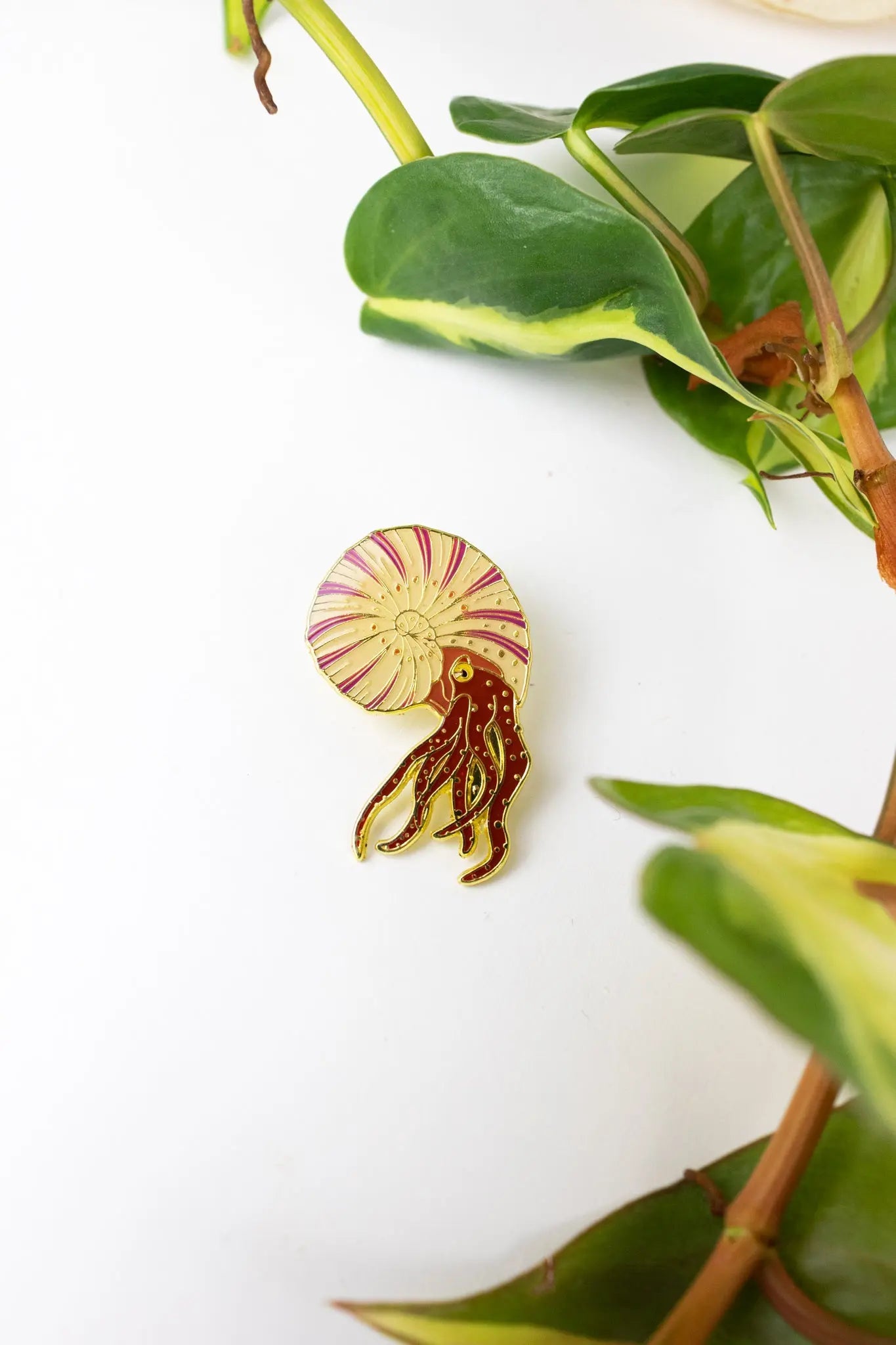 Ammonite Pin Pin Stemcell Science Shop