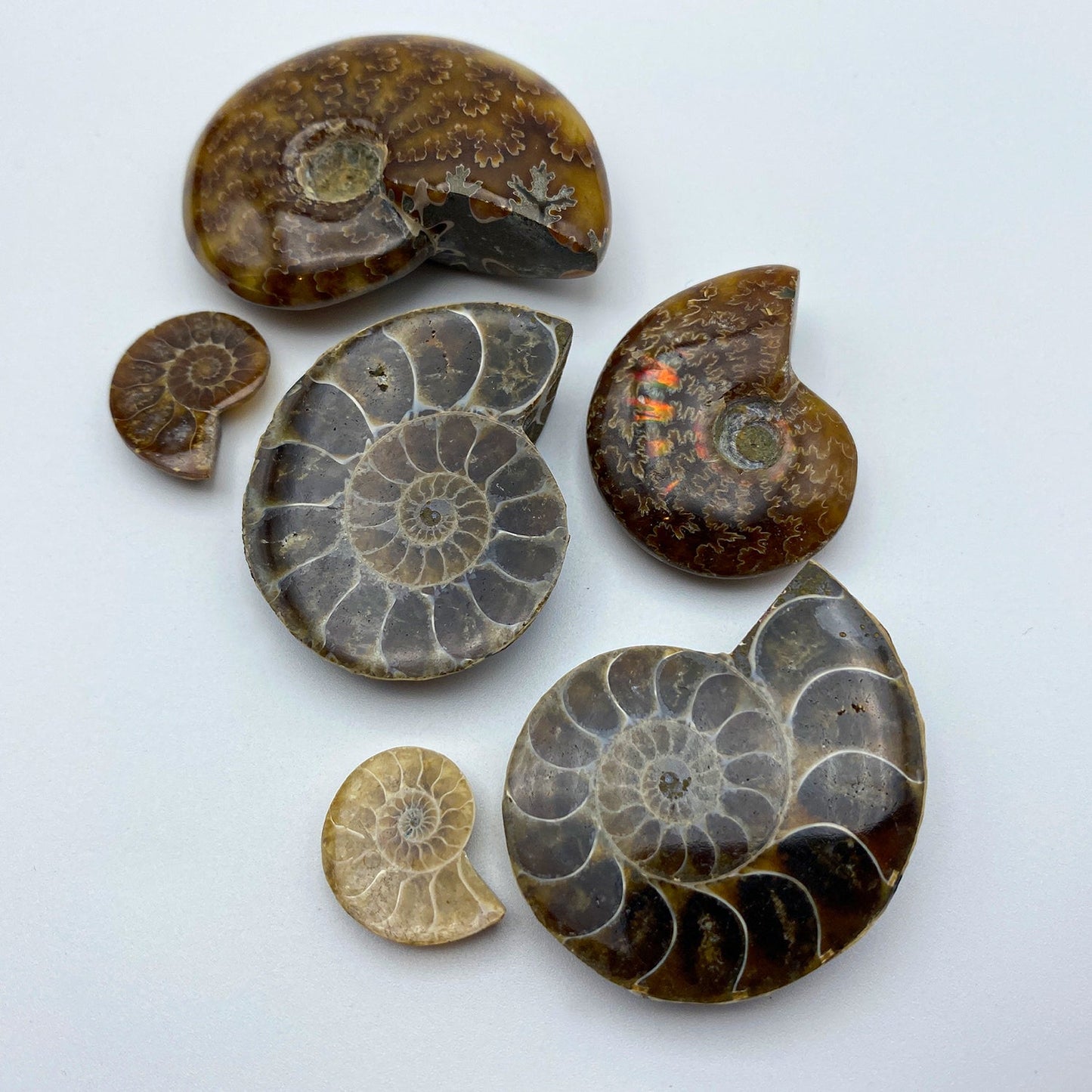 Ammonite