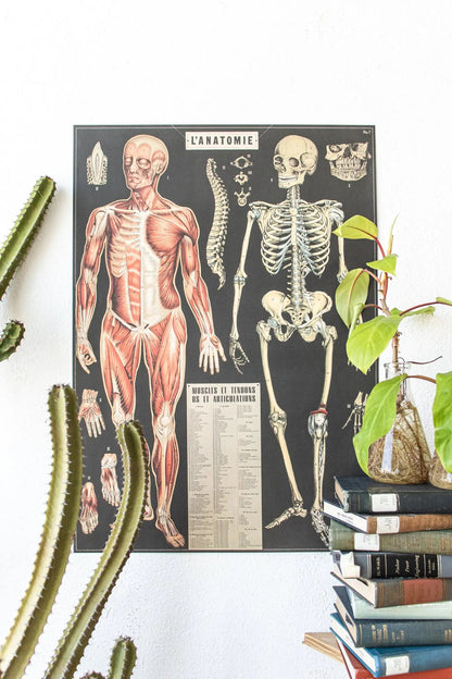 Anatomy Scientific Chart - Charts from Stemcell Science Shop