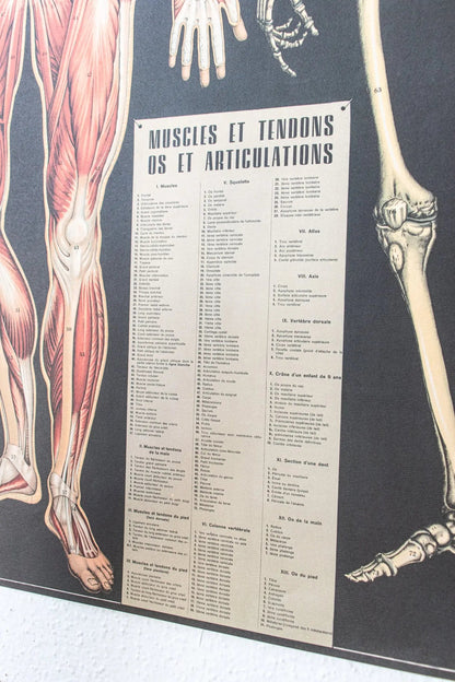 Anatomy Scientific Chart - Charts from Stemcell Science Shop