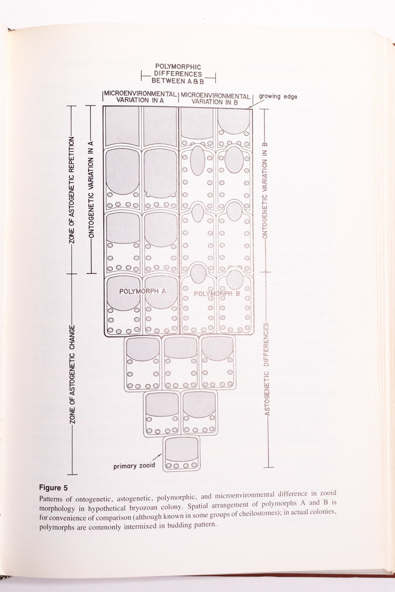 Animal Colonies: Development and Function Through Time Books Stemcell Science Shop