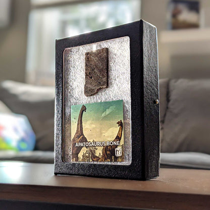 Apatosaurus Bone - Classic Riker Display Case Fragment