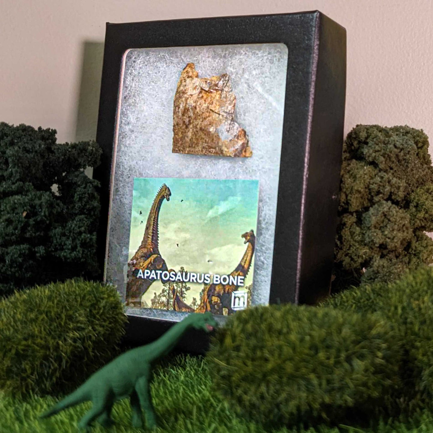 Apatosaurus Bone - Classic Riker Display Case Fragment