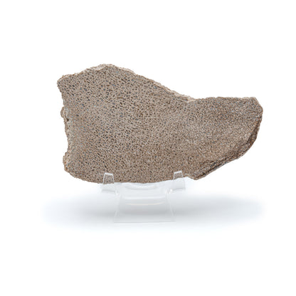 Atlasaurus Bone - Classic Boxed Specimens