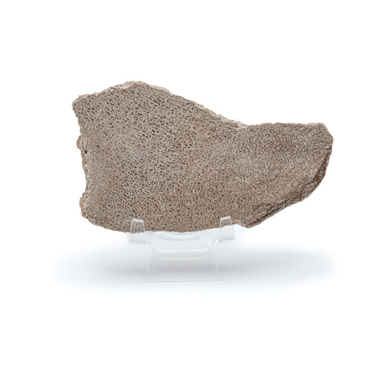 Atlasaurus Bone - Classic Boxed Specimens