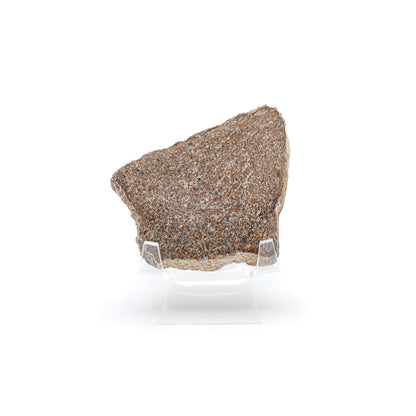 Atlasaurus Bone - Classic Boxed Specimens