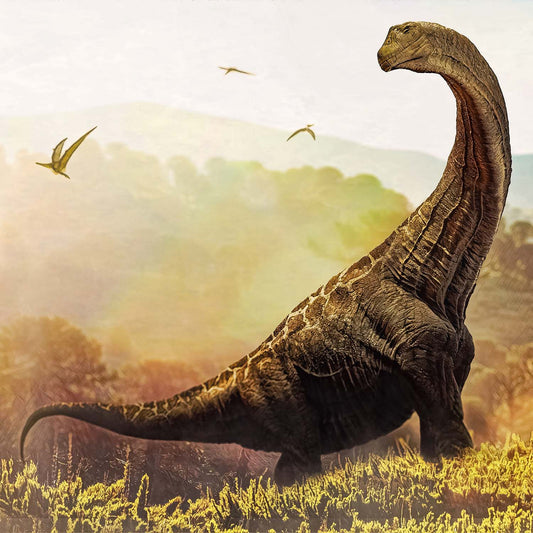 Atlasaurus Bone - Classic Boxed Specimens