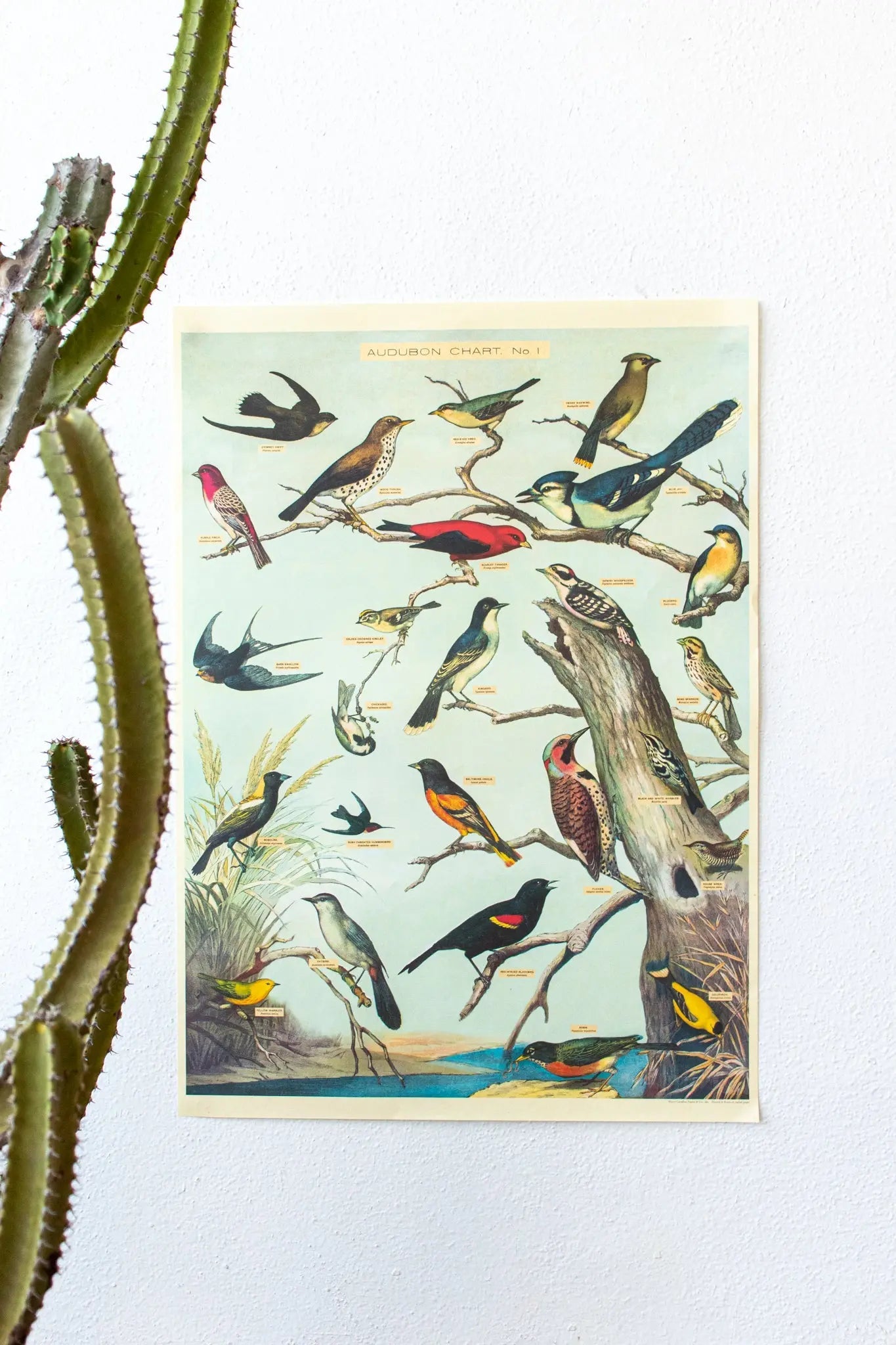 Audubon Birds Scientific Chart Charts Stemcell Science Shop