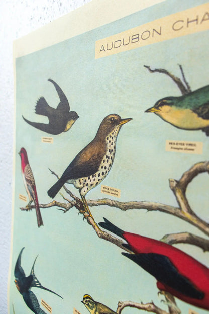 Audubon Birds Scientific Chart Charts Stemcell Science Shop