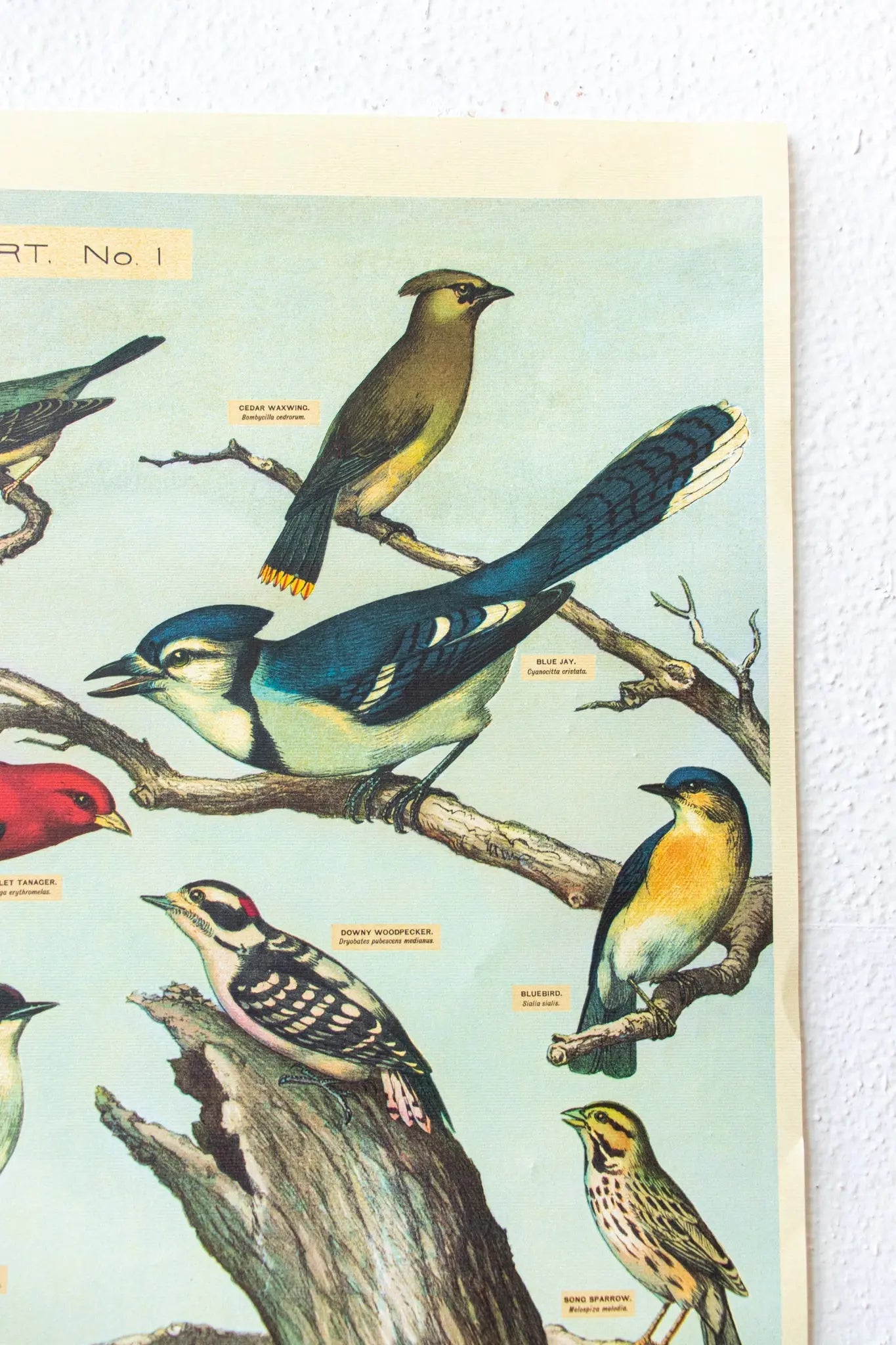 Audubon Birds Scientific Chart Charts Stemcell Science Shop