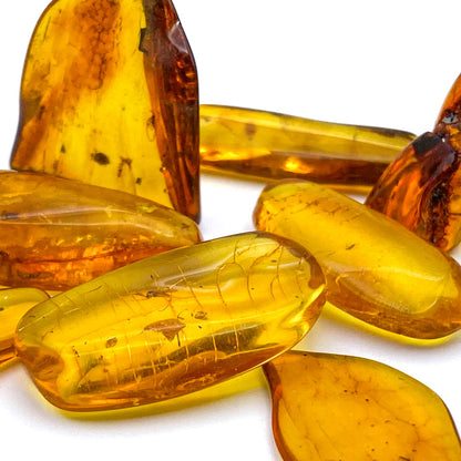 Insect in Amber - Baltic Amber